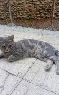 گربمون گمشده مژدگانی به یابنده
