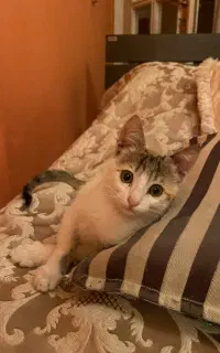 بچه گربه