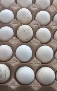 تخم مرغ گلین
