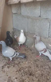کبوترجوجه پلاکی