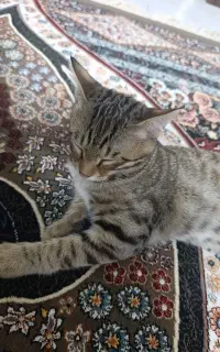 گربه خانگی