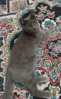 گربه بریتیش نر