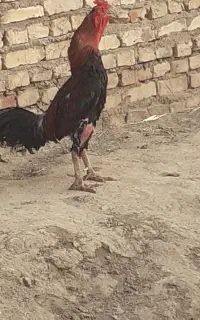 خروس لاری