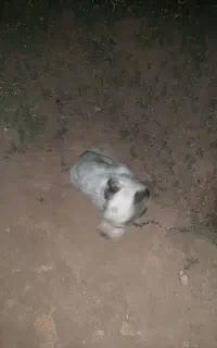 سگ خارجی فروشی