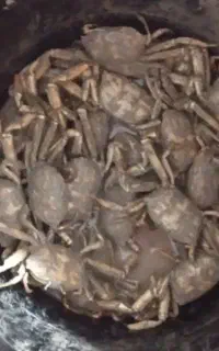 کرنجال تازه، جهت ماهیگیری