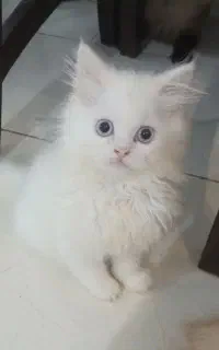 بچه گربه پرشین