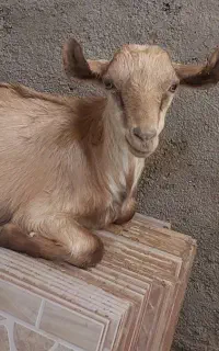 کهره، بزغاله