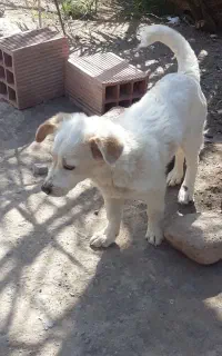 سگ پا کوتاه نر
