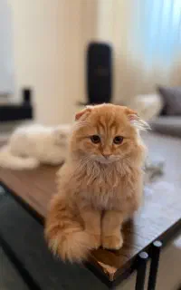 گربه اسکاتیش‌ فولد