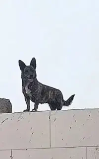 پاکوتاه ماده