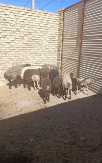 پنچ رس گوسفند به همراه بره درشت