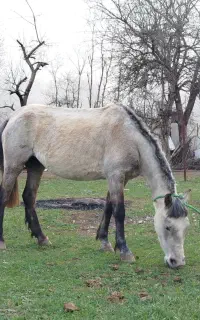 اسب مادیان سواری چهار سال