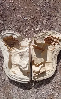 قالب مجسمه گچی