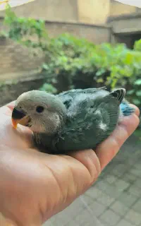 جوجه طوطی برزیلی بسیار خوشگل و بامزه