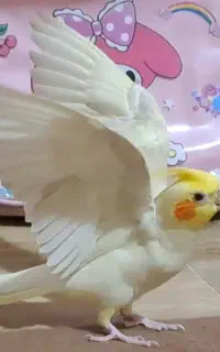 گم شده