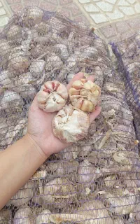 سیر قرمز درشت امسالی همدان