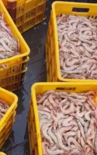پاک کردن میگو۵۰
