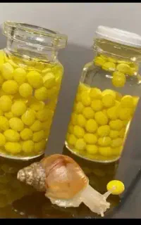 خاویار حلزون