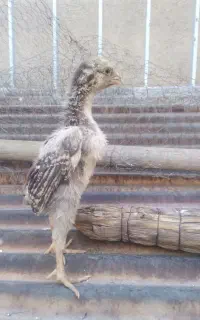اوشامو
