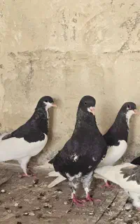 رنگی شهری سیاه