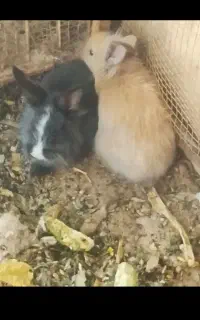 بچه خرگوش