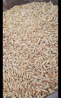 جو محلی داخل کیسه