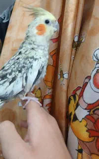 عروس هلندی دستی ماده سرحال