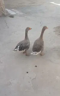 غاز تخم گذار