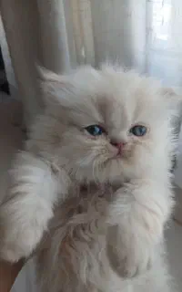 بچه گربه پرشین اصیل