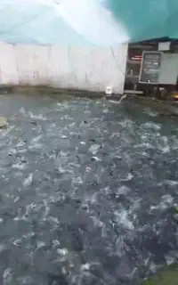 فروش بچه ماهی قزل آلا نژاد اسپانیا وارداتی