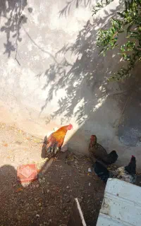 مرغ خروس