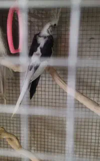 عروس هلندی یک ماهه