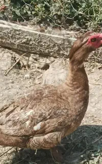 فروش اردک اسرائیلی نر کوکو معاوضه هم دارم‌