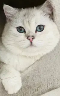 زیباترین گربه های ایران