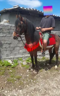 فروش اسب 5سال سواری دار  آروم بچه سوار