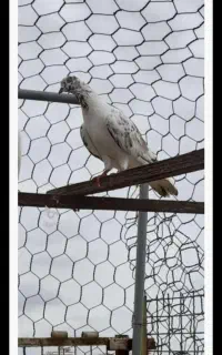 سه عدد کبوتر ، کفتر همه باهم ۸۰۰