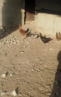 خروس لاری