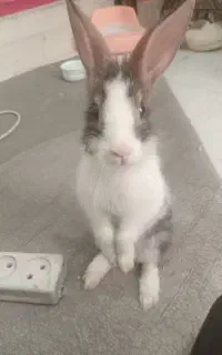 خرگوش مهربان