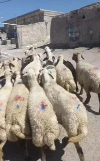 ۲۰ راس میش بره جوان شیشک  با ۱ راس قوچ