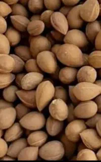 اهلوک یا بادام کوهی