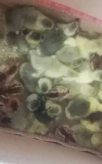 جوجه غاز محلی ودورگه