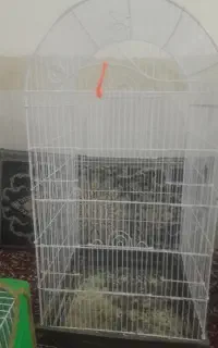 قوری نیس قفسه
