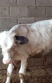 گاو و گوسالهه