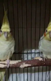 نر و ماده