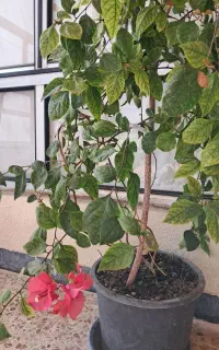 گل کاغذی