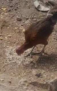 مرغ لاری دمه