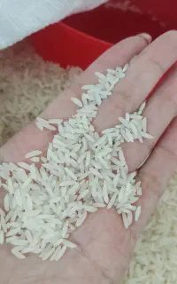 برنج هاشمی فریدونکنار با قیمت کارخانه ۵۰۰کیلو یکجا