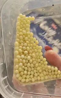 تخم حلزون  مناسب ماسک صورت و بدن تازه تازه