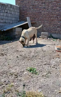 ماده سراب