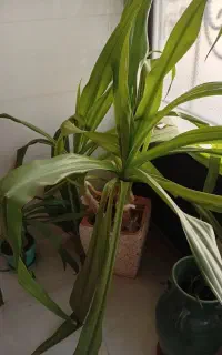 سه عدد گلدان